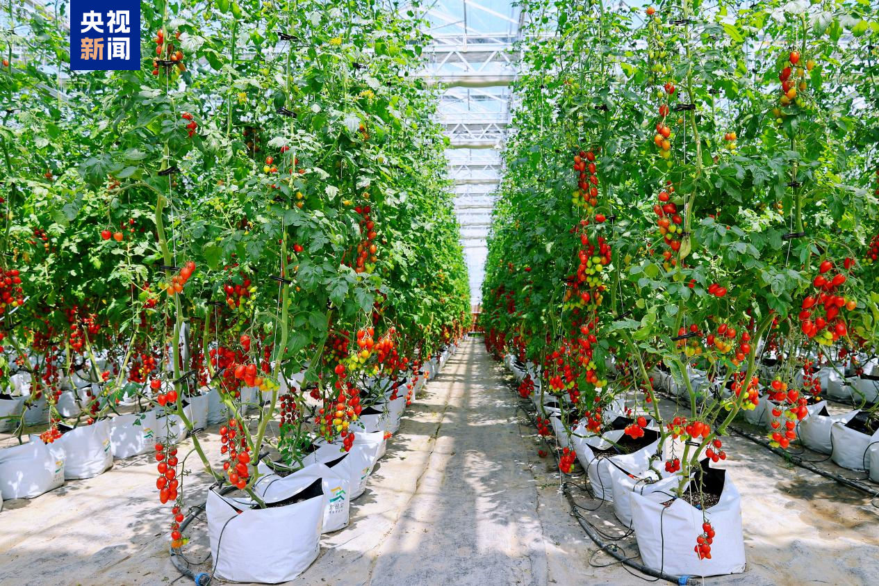 1733278729389460IvgI.png 33333333.png